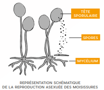 moisissures