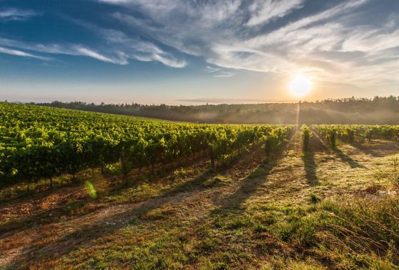 vignoble