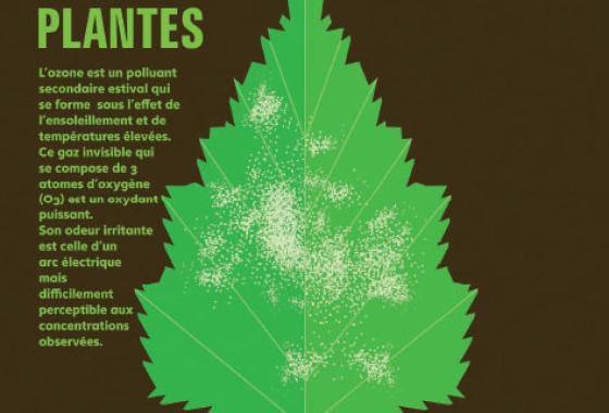 Impact de l'ozone sur les végétaux