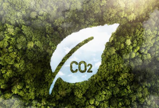 Vue aérienne d'arbres d'une forêt avec CO2 représenté