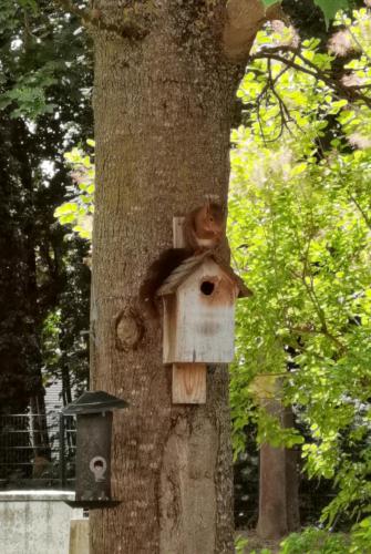 Biodiversité - Ecureuil