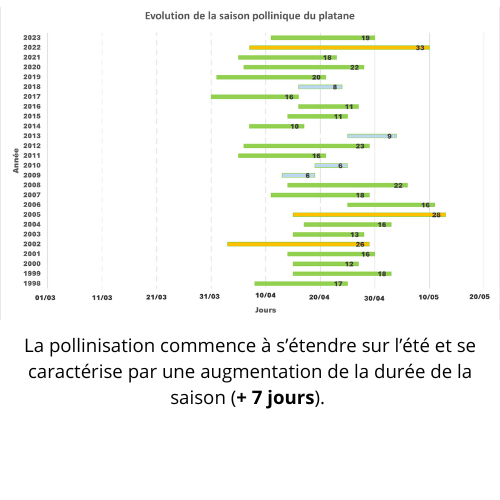 platane