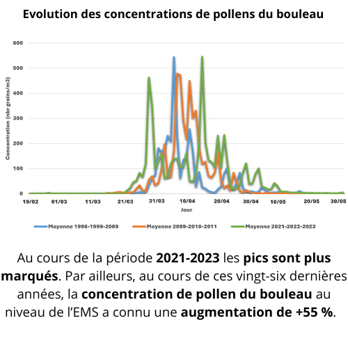 bouleau