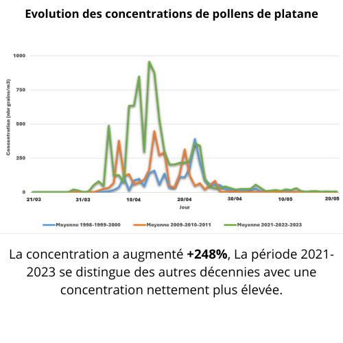 platane
