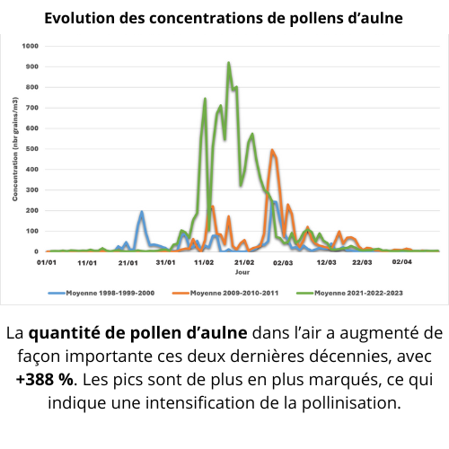 aulne