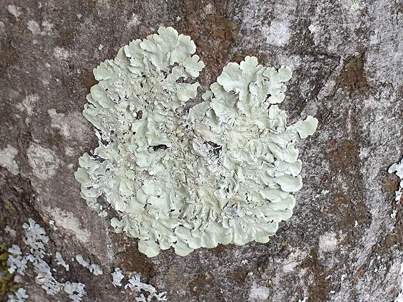 Lichen