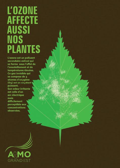 Impact de l'ozone sur les végétaux