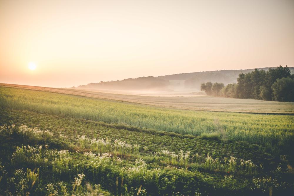 paysage