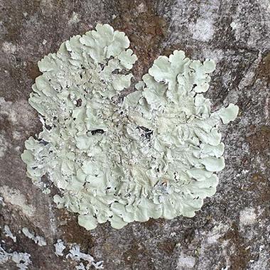 Lichen