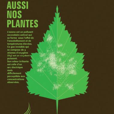 Impact de l'ozone sur les végétaux